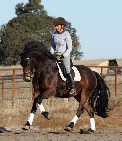 Dressage trainer photo