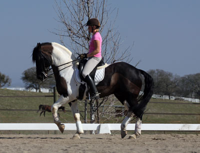 Dressage trainer photo