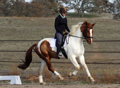 Dressage trainer photo