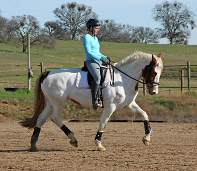 dressage trainer
