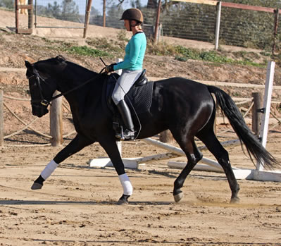 dressage trainer
