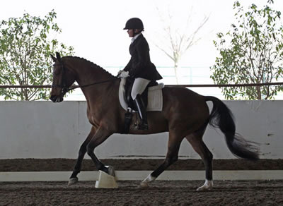 dressage trainer